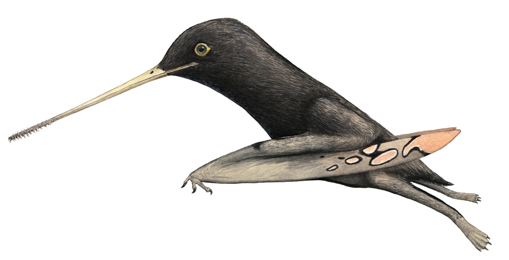 Pangupterus Pangupterus