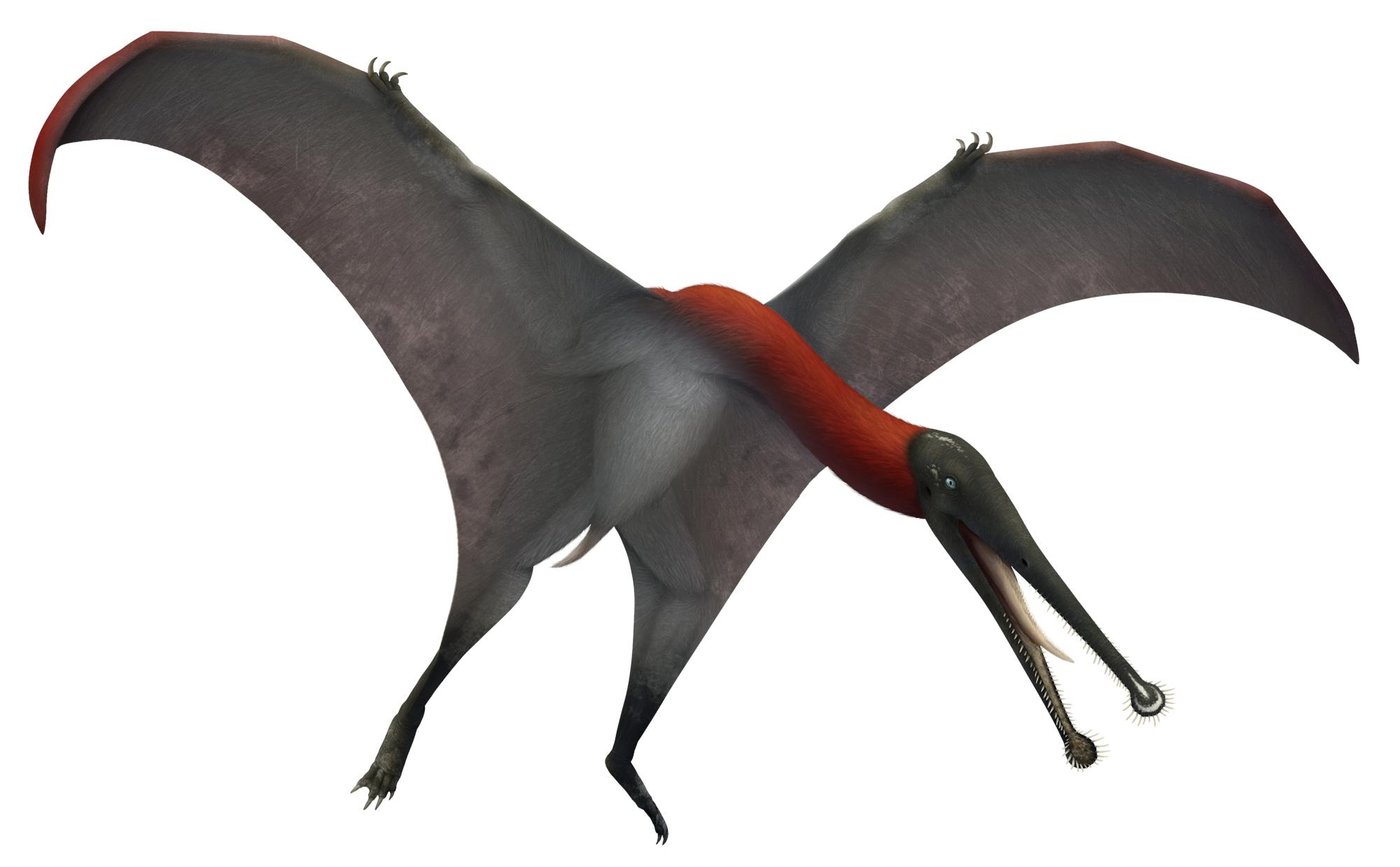 Pteranodon - Pteros