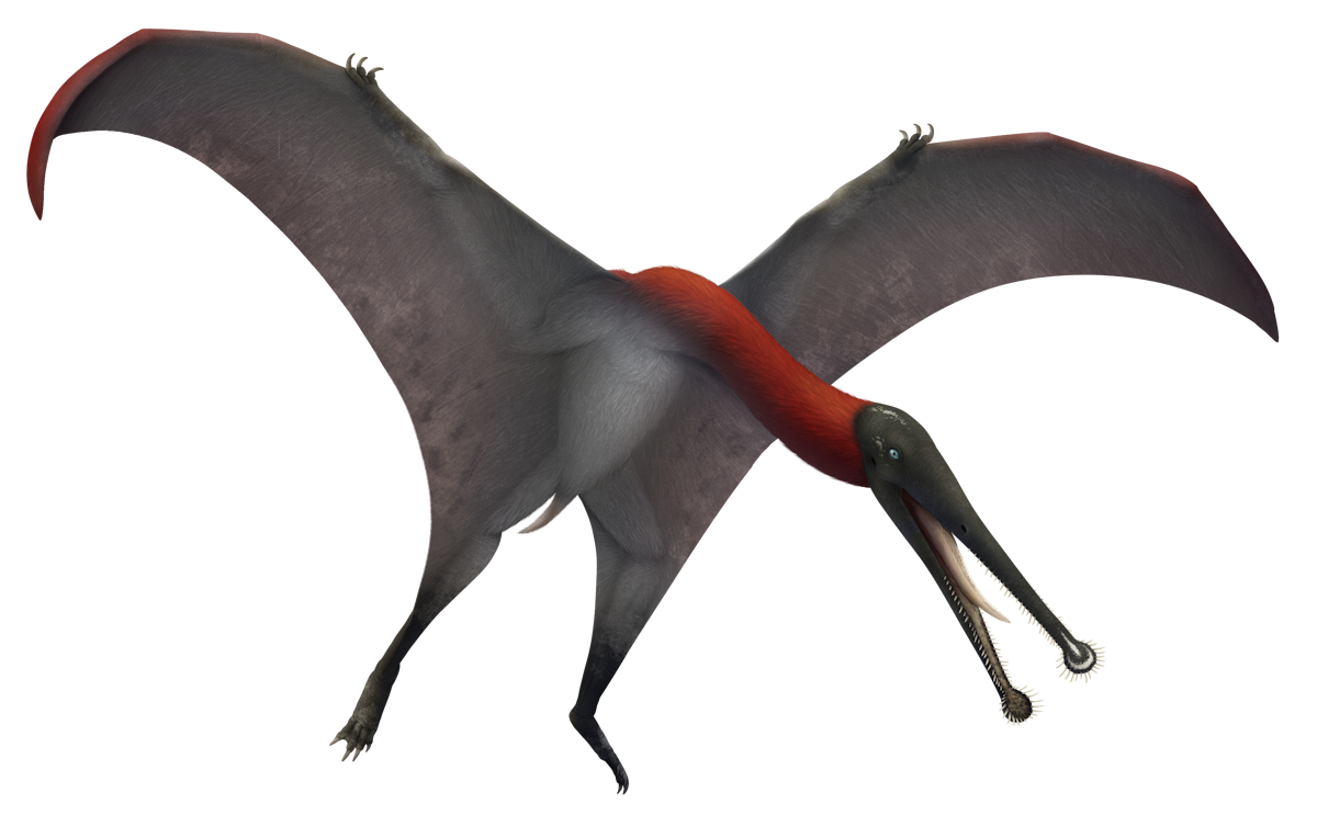 Plataleorhynchus