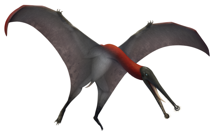 Plataleorhynchus