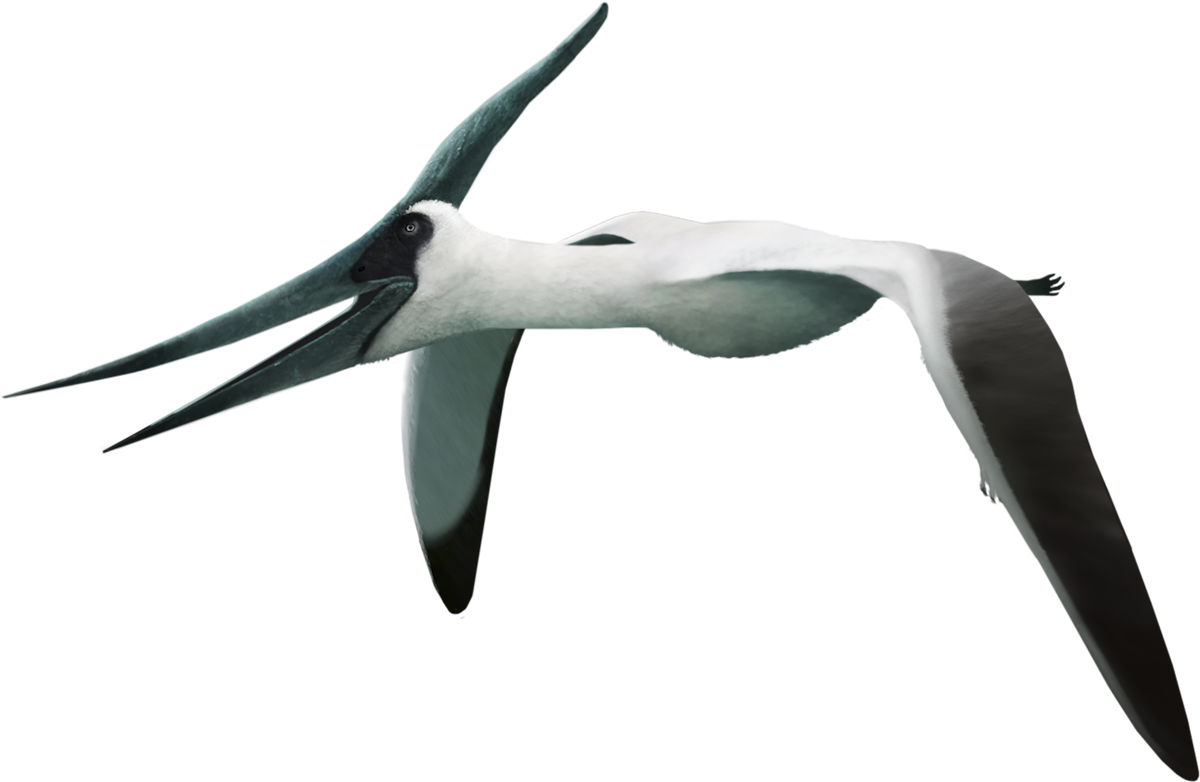 Pteranodon
