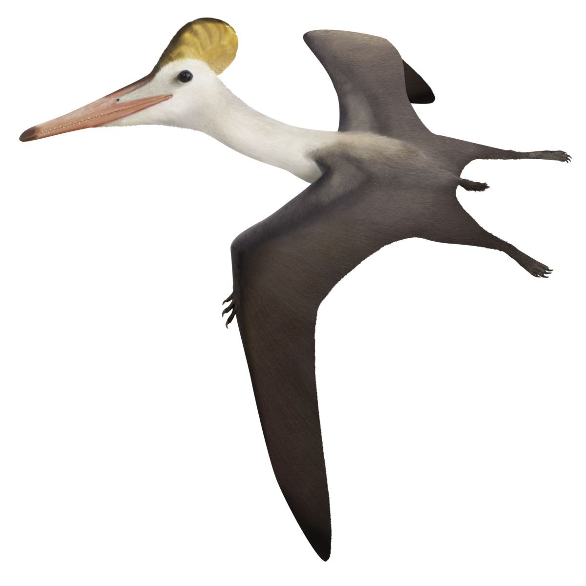 Pterodactylus