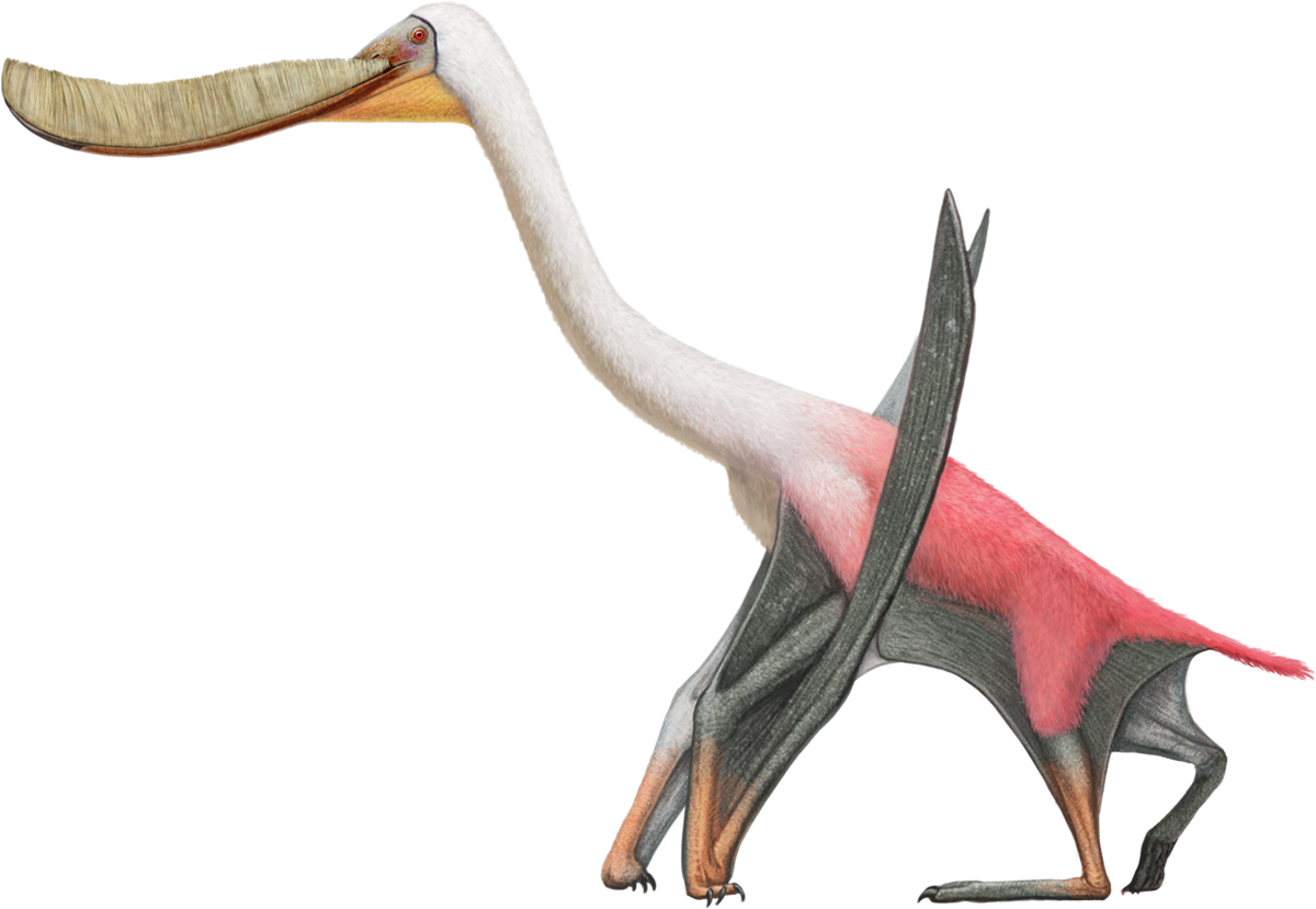 Pterodaustro