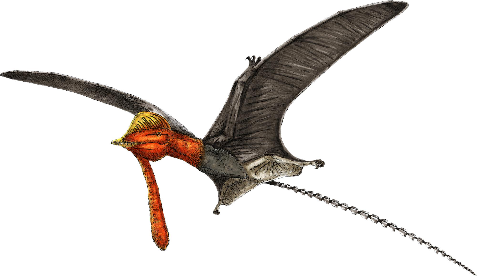 Pterorhynchus