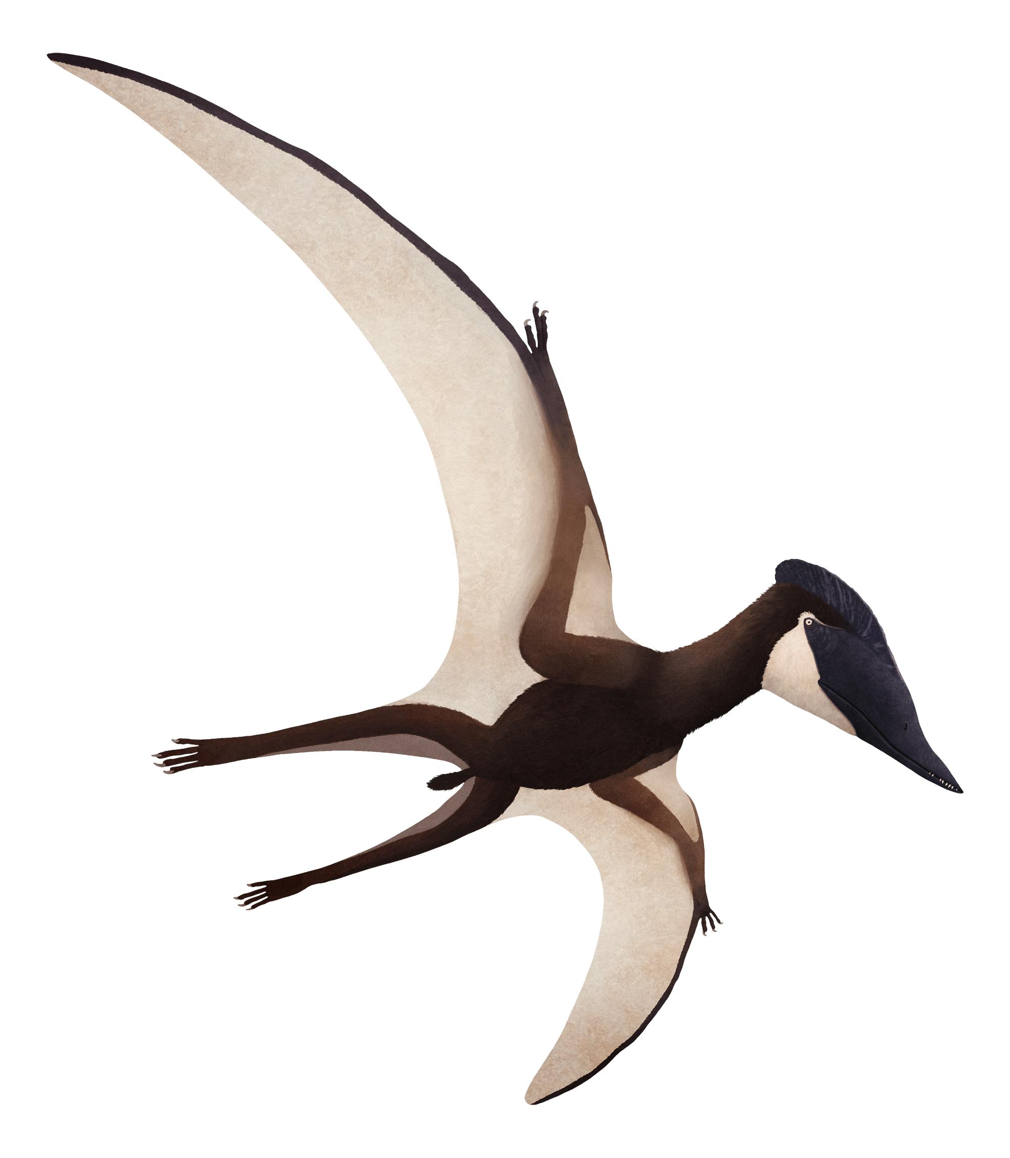 Puntanipterus Puntanipterus