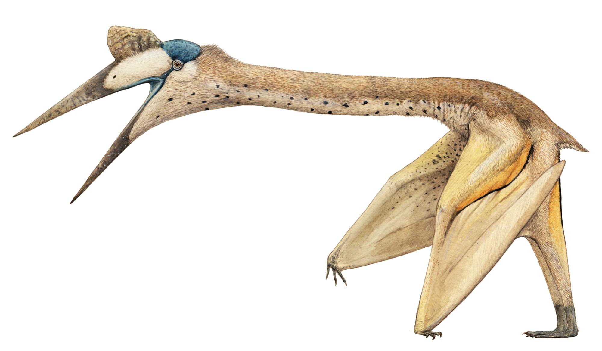 of parts humerus Pteros   Quetzalcoatlus