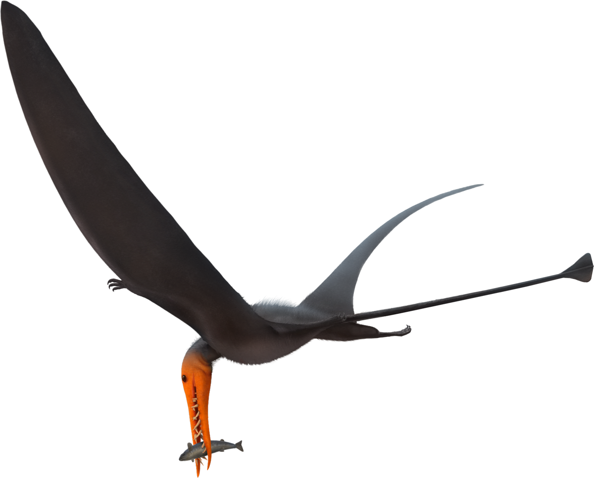 Rhamphorhynchus