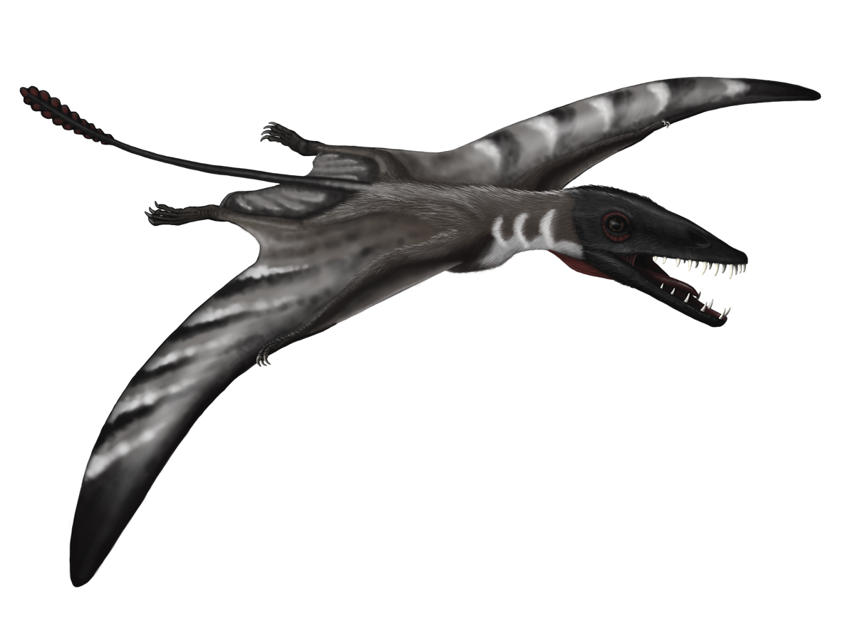Scaphognathus