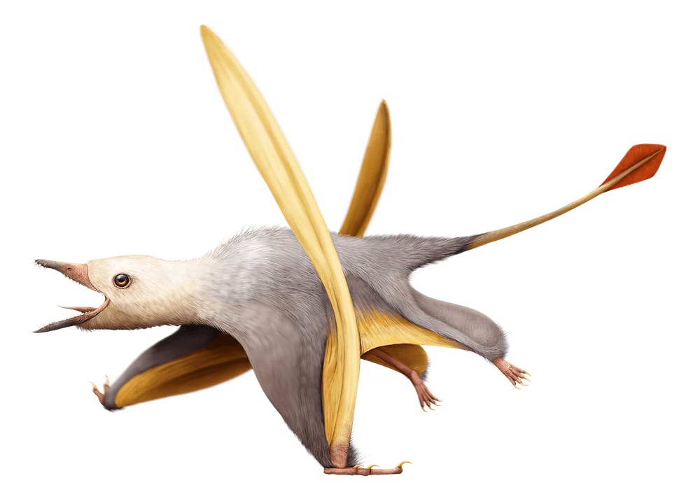 Seazzadactylus
