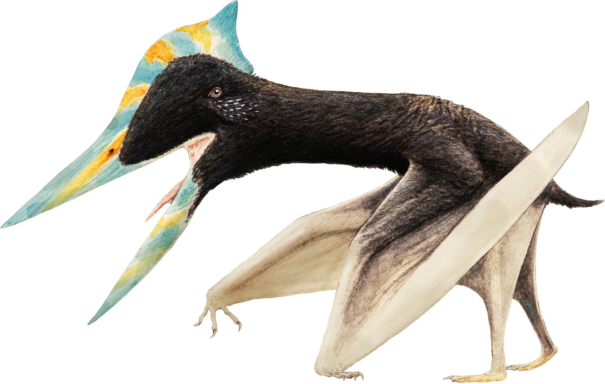 Shenzhoupterus Shenzhoupterus