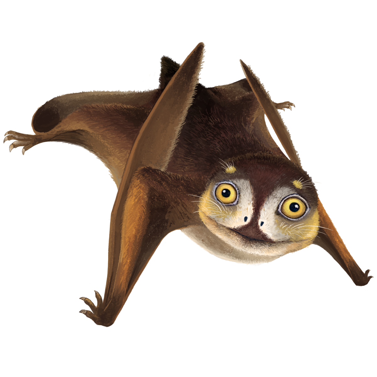 Sinuiju Anurognathid