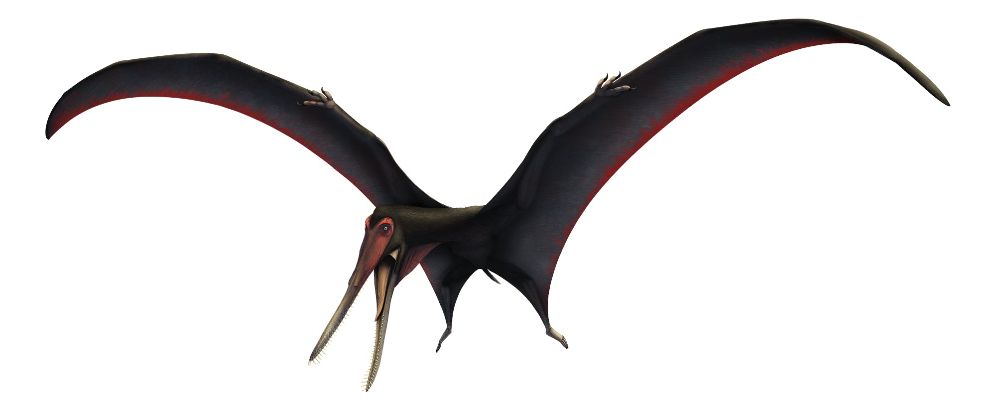 Targaryendraco Pteros