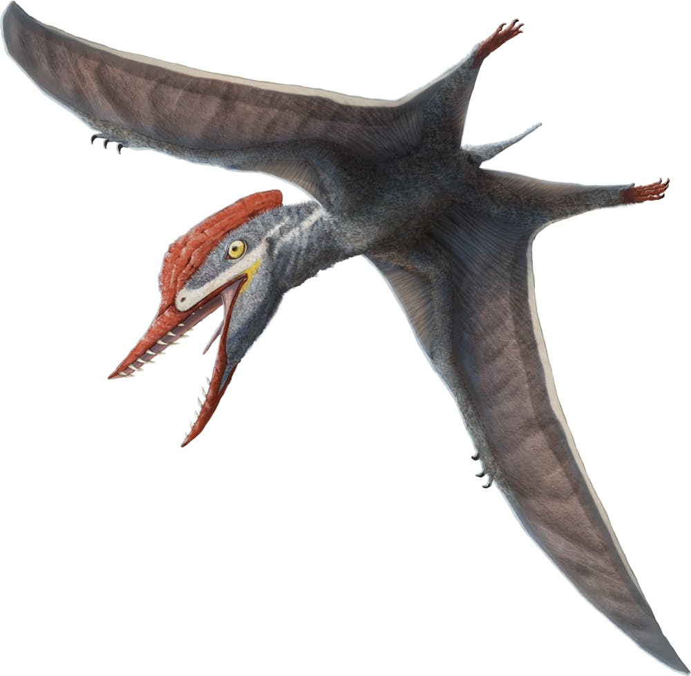 Tendaguripterus
