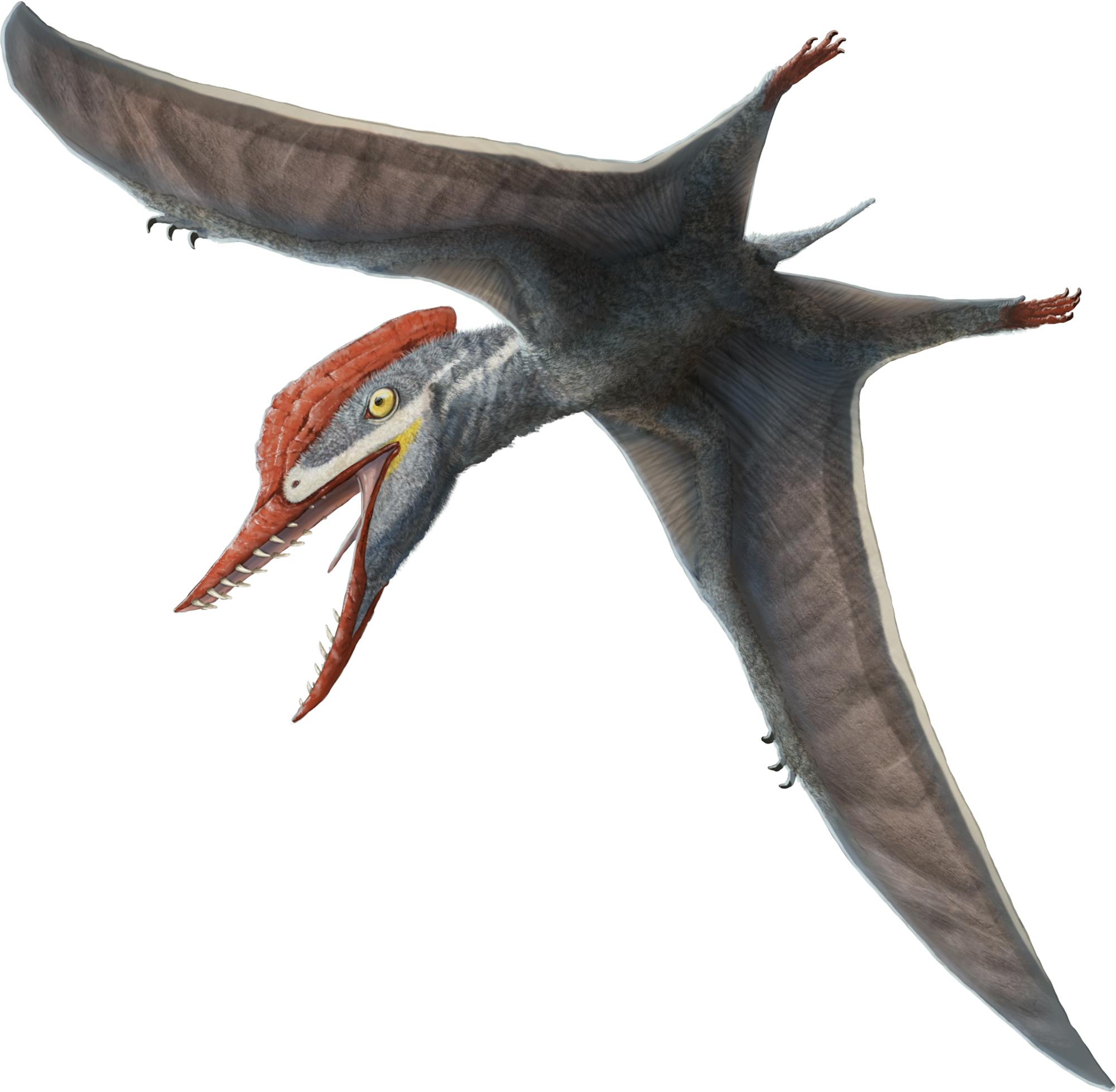 Tendaguripterus - Pteros