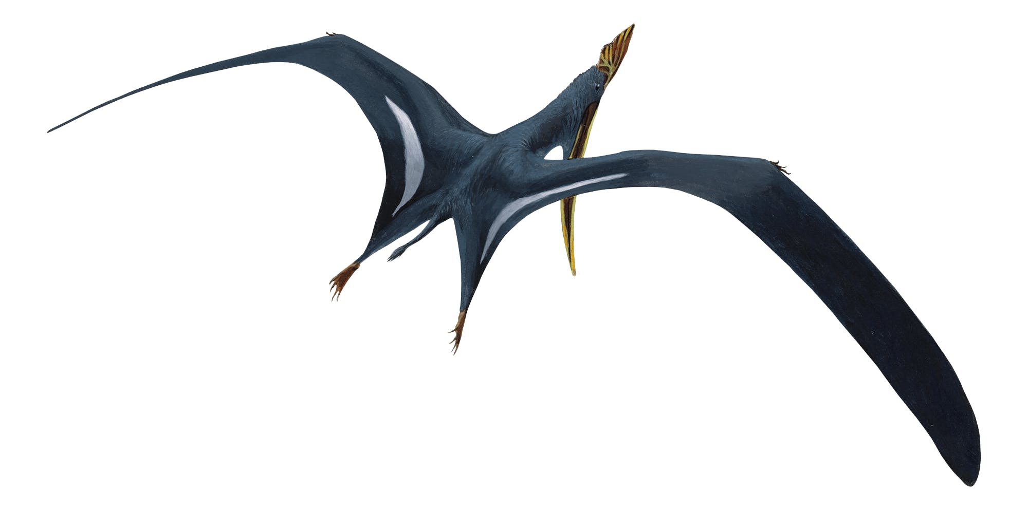 Pteranodon - Pteros