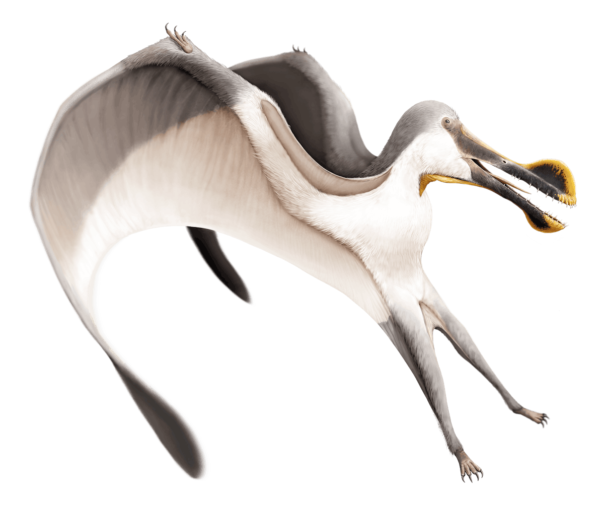 Tropeognathus