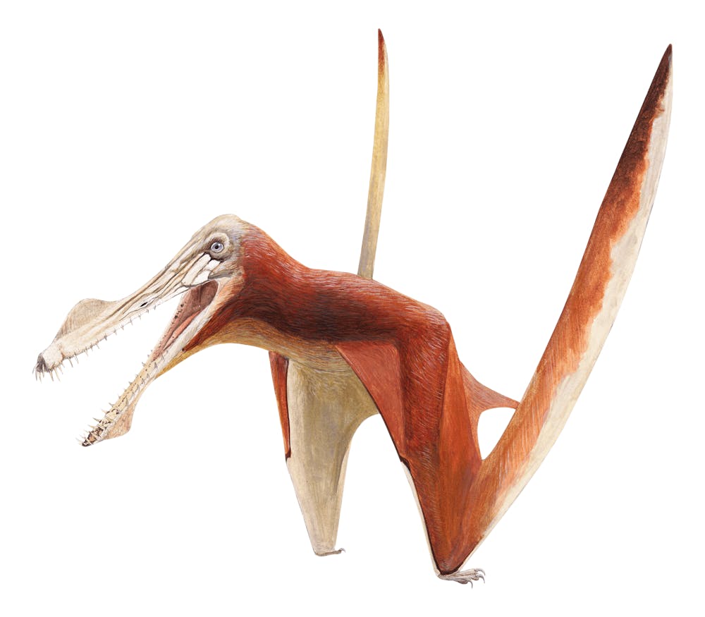 Uktenadactylus
