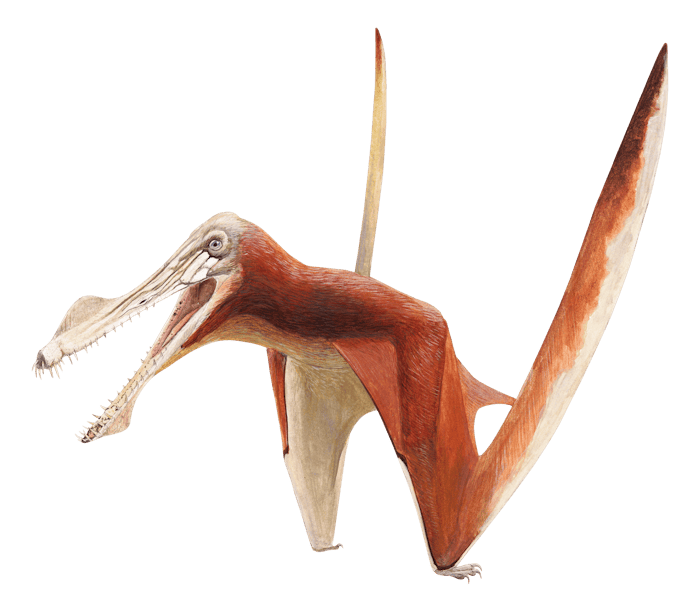 Uktenadactylus