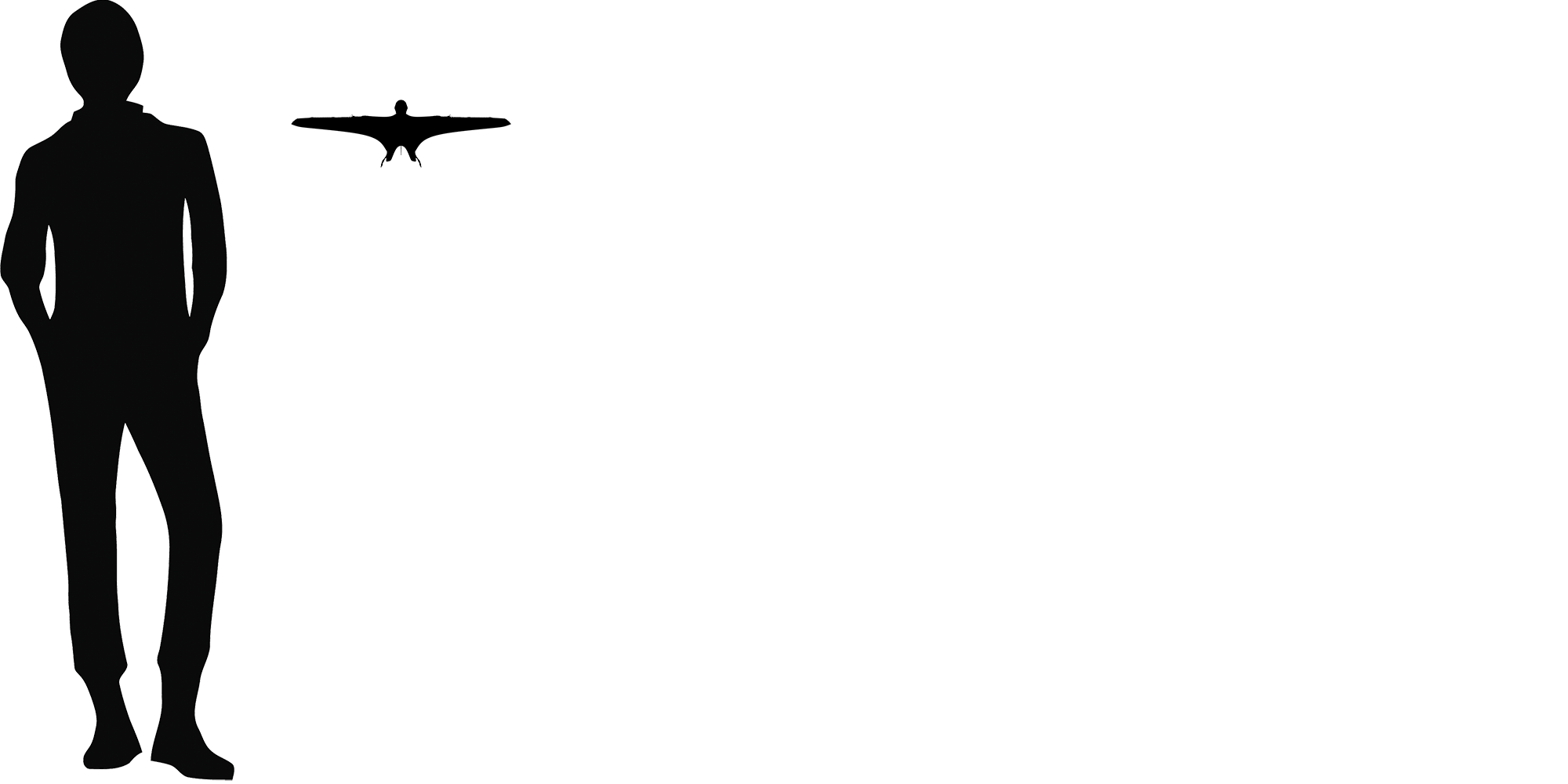 Wingspan Diagram