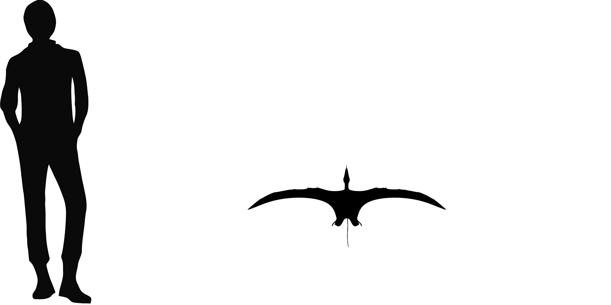 Wingspan Diagram