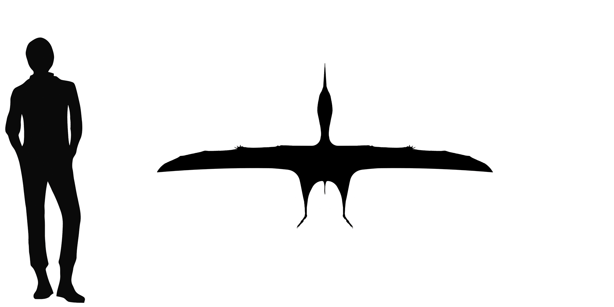 Wingspan Diagram
