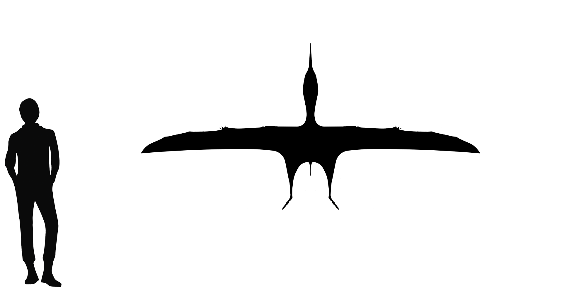 Wingspan Diagram