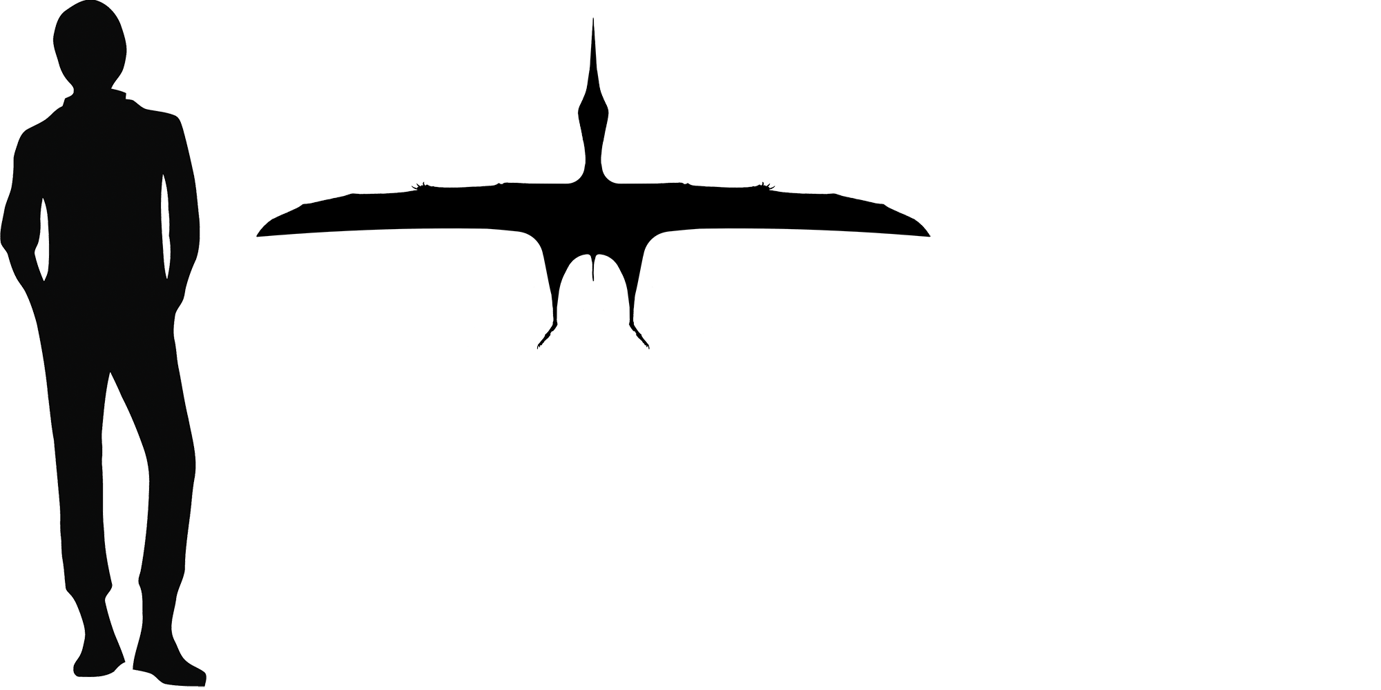 Wingspan Diagram