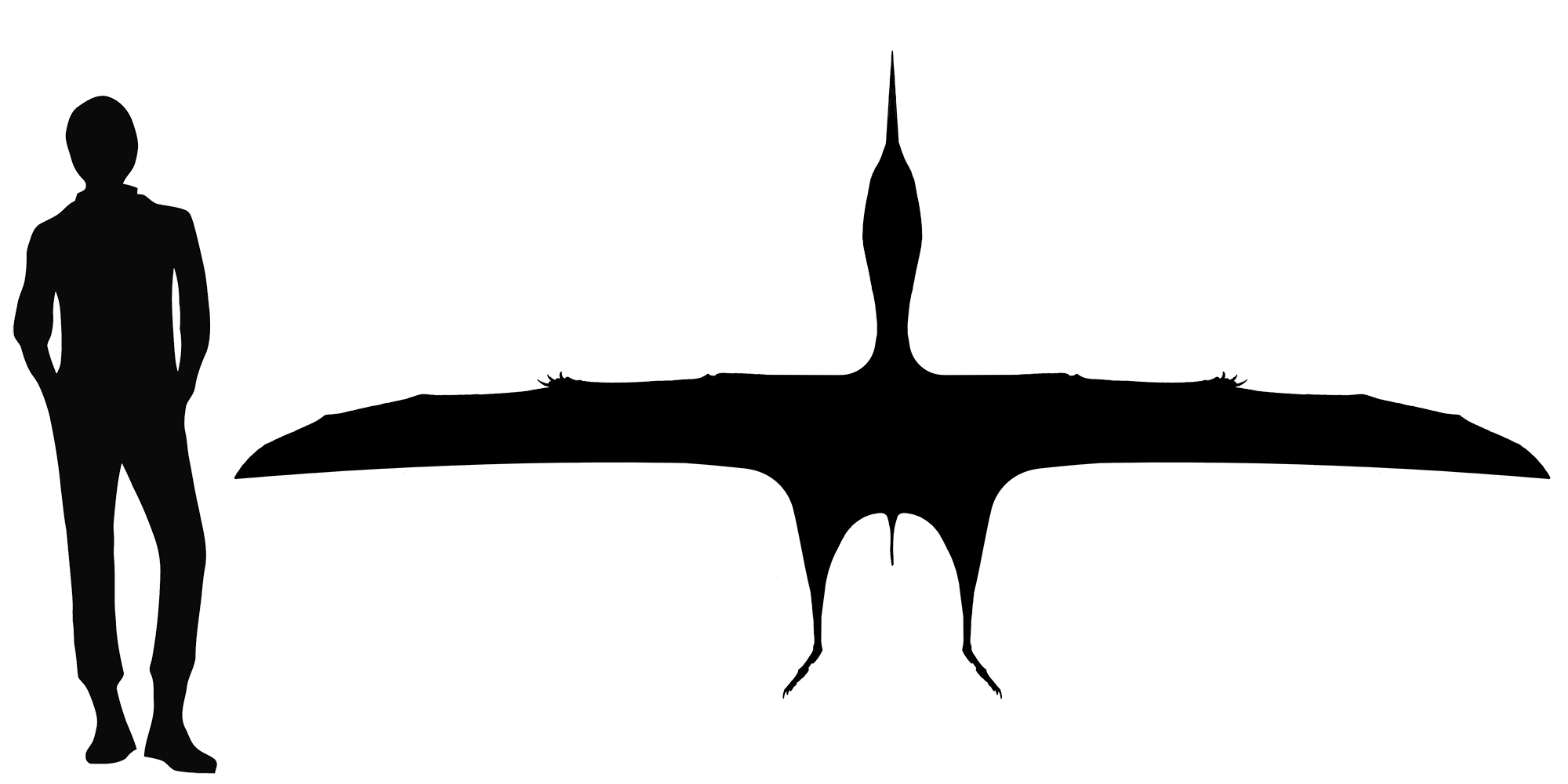 Wingspan Diagram