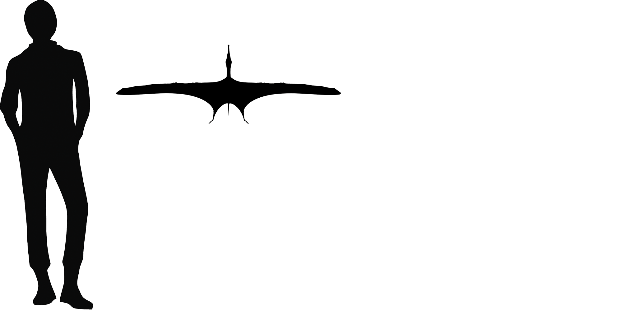 Wingspan Diagram