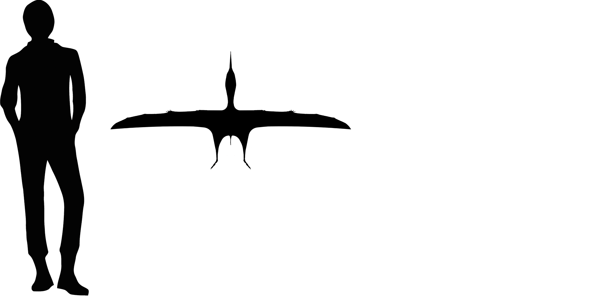 Wingspan Diagram