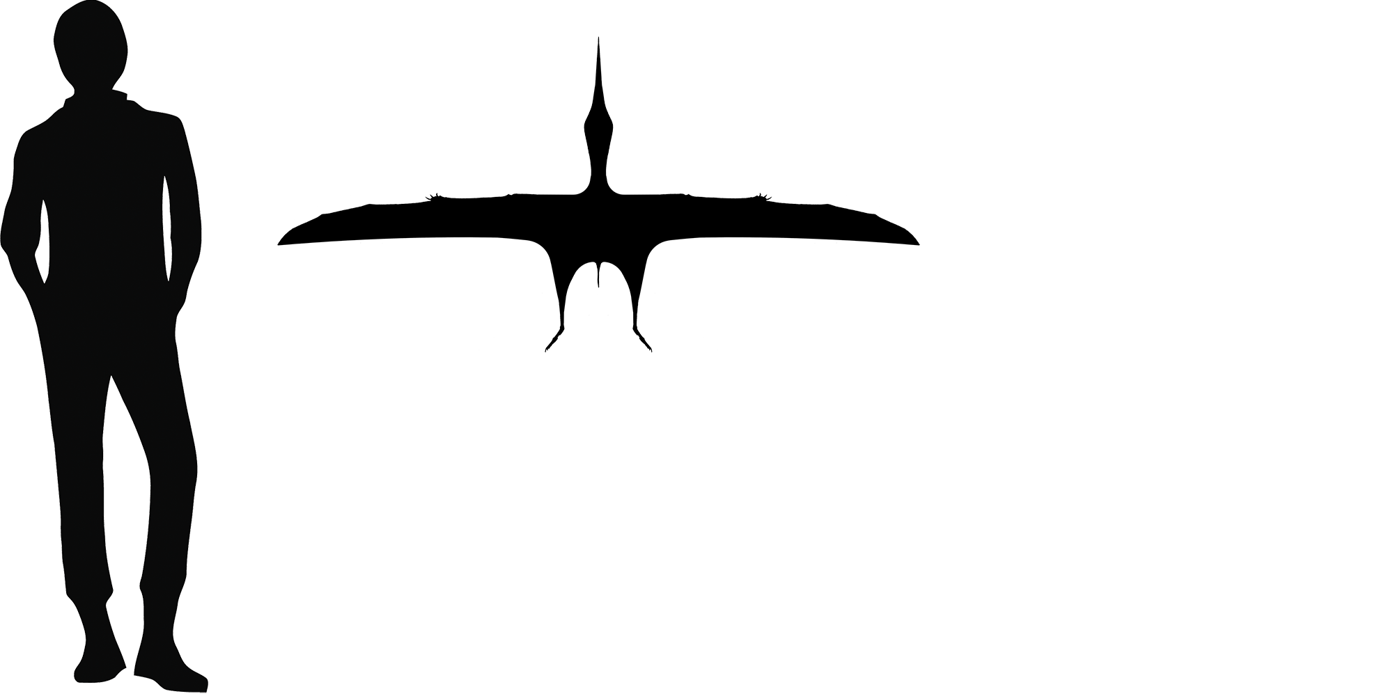 Wingspan Diagram