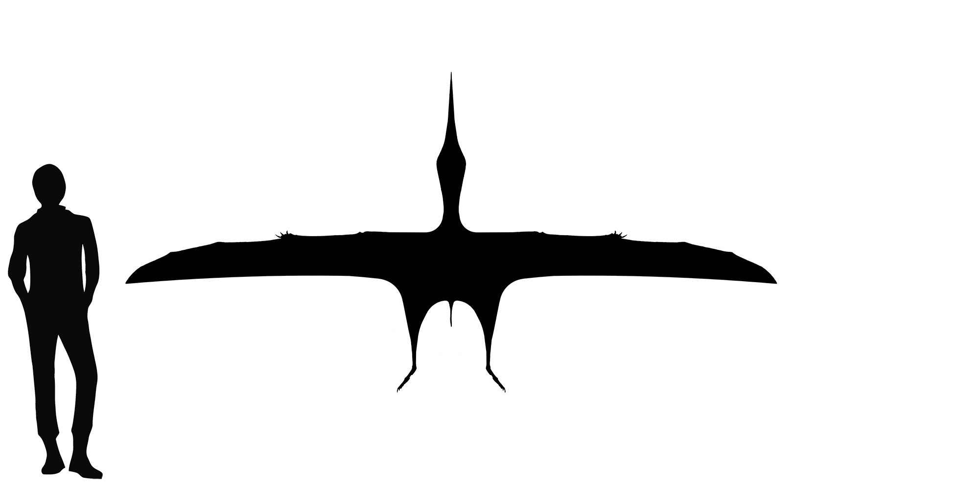 Wingspan Diagram