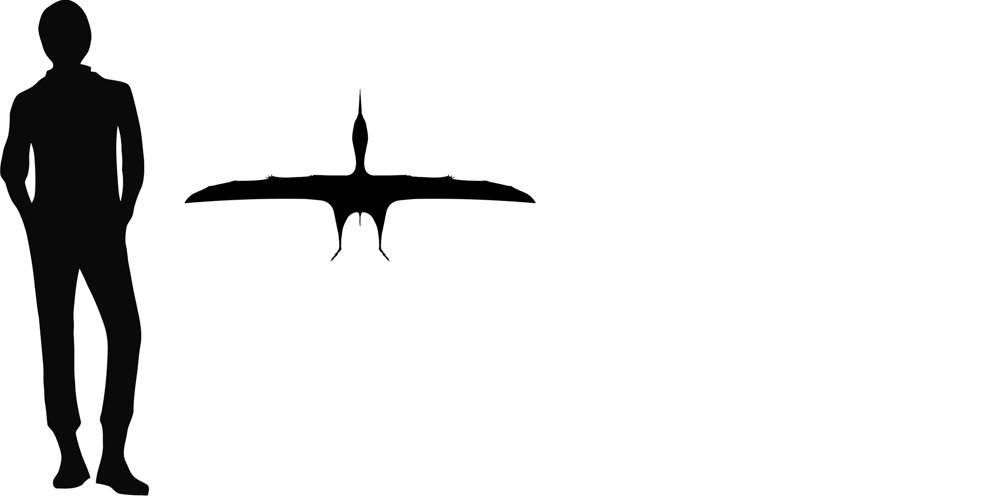Wingspan Diagram