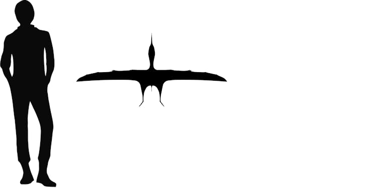 tapejara size related keywords