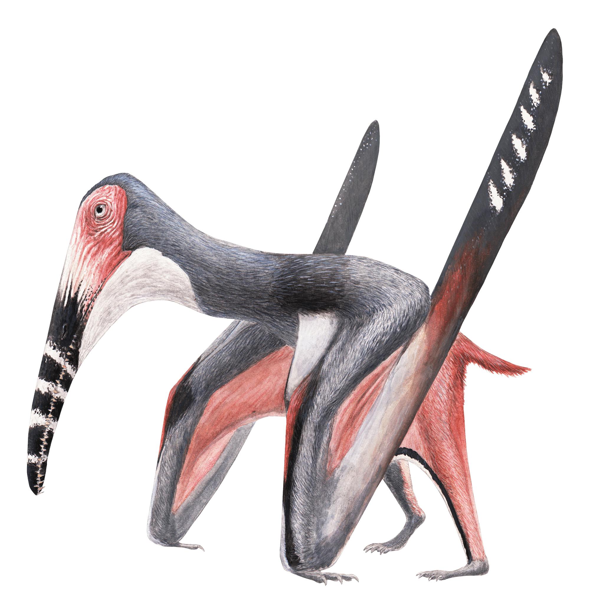 Yixianopterus Yixianopterus