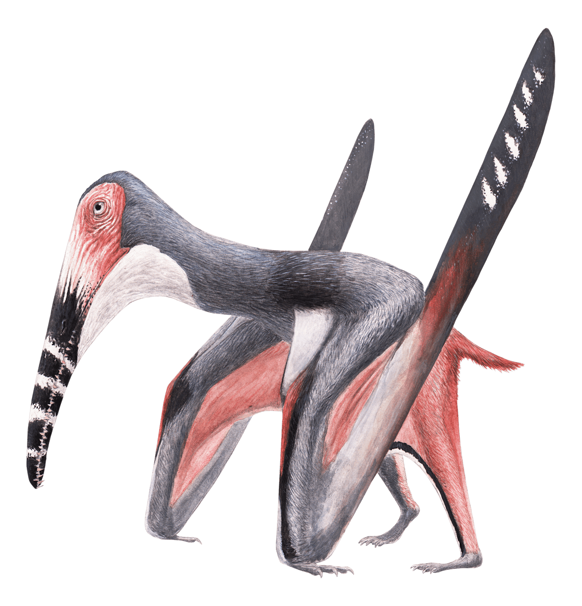 Yixianopterus