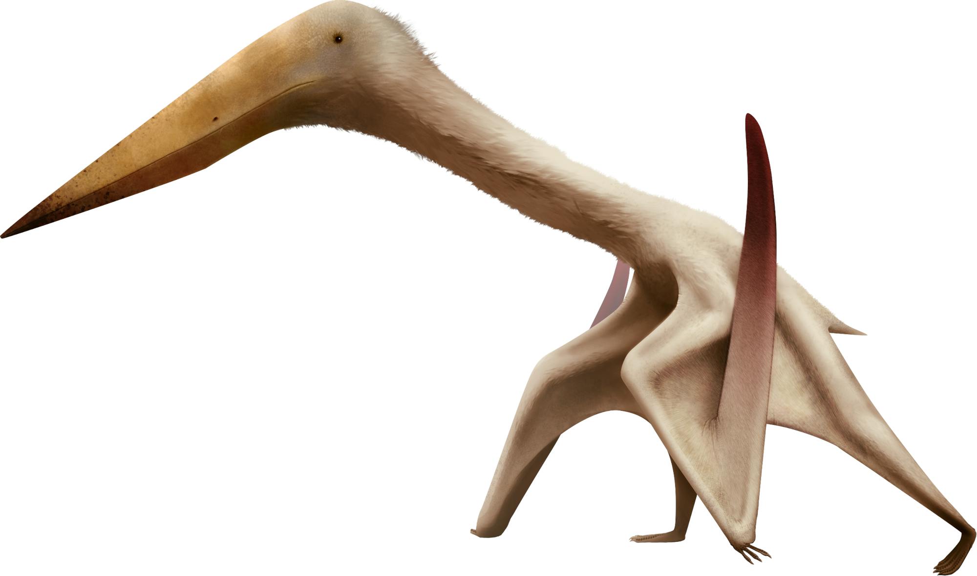 Zhejiangopterus Zhejiangopterus