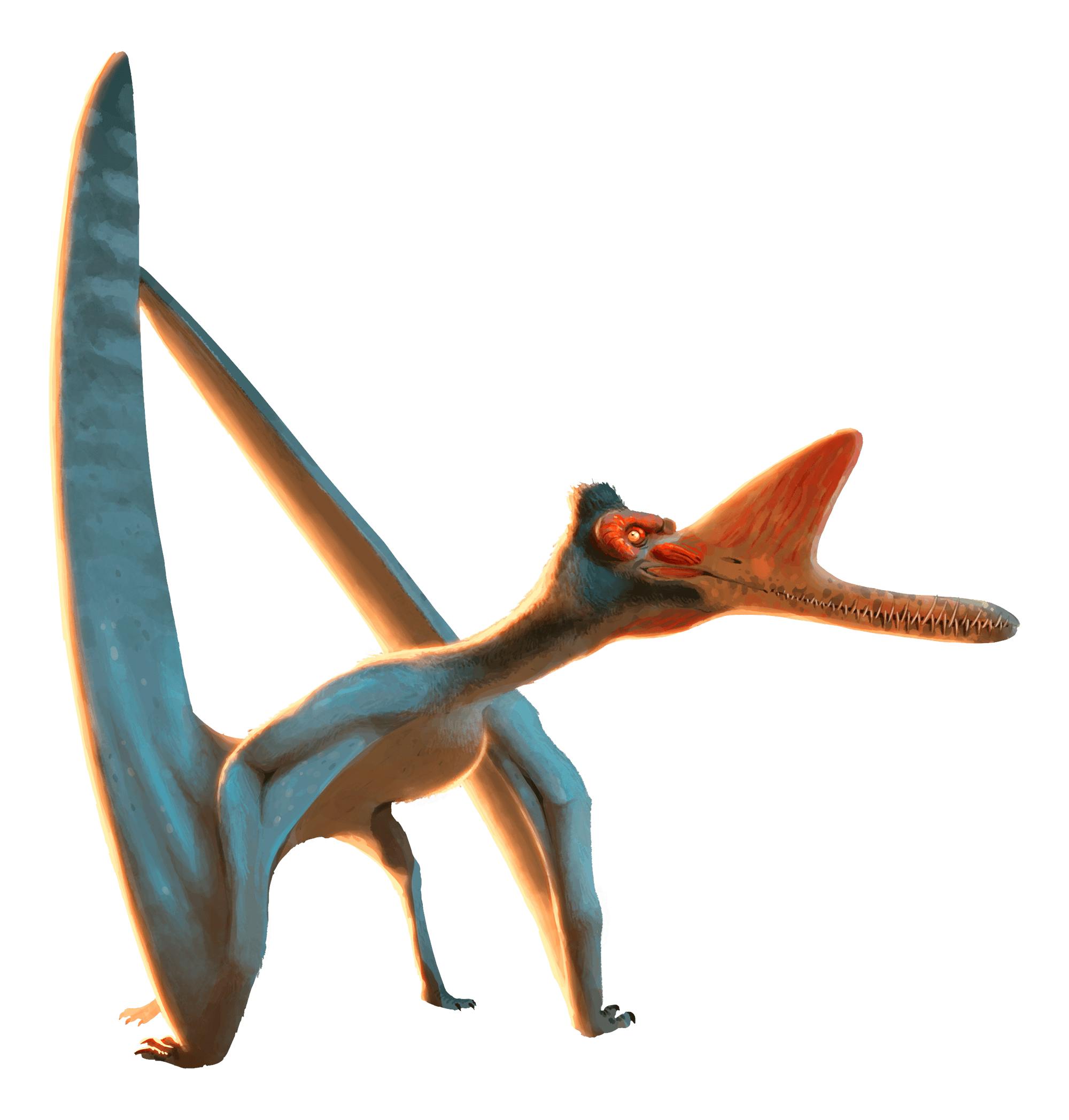 Zhenyuanopterus Zhenyuanopterus