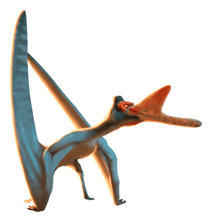 Zhenyuanopterus